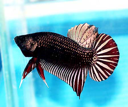 Betta Mahachai