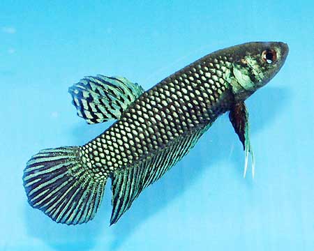 Mahachai Betta